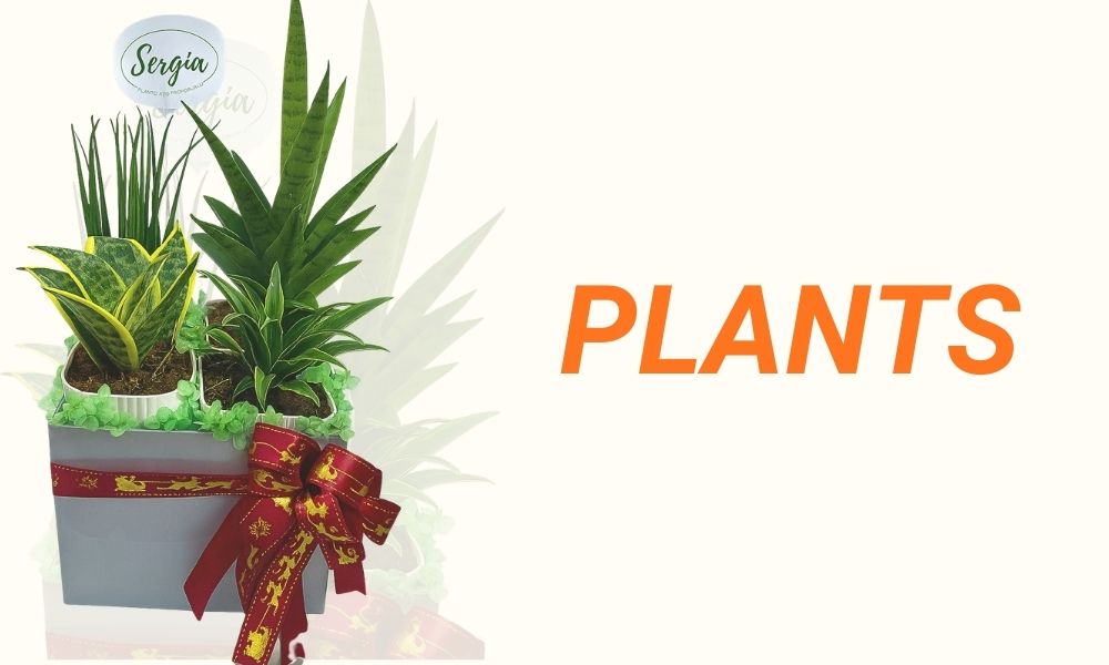 Plants